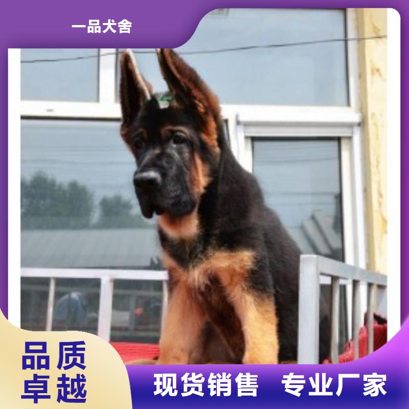 【德国牧羊犬】卡斯罗犬批发货源