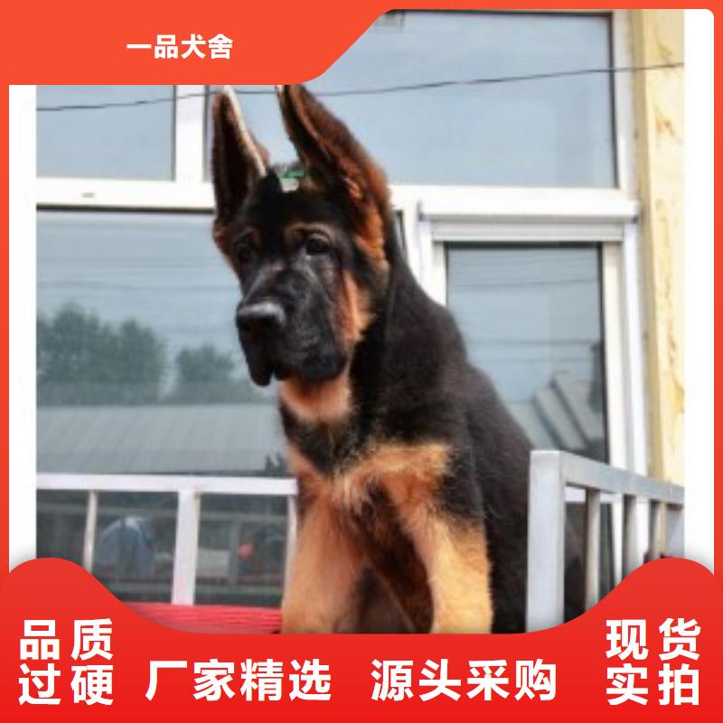 德国牧羊犬德牧犬厂家货源