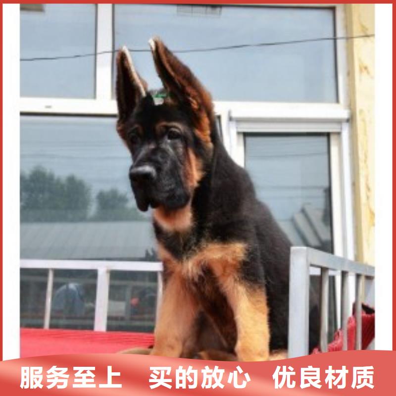 德国牧羊犬-【德牧犬】生产加工