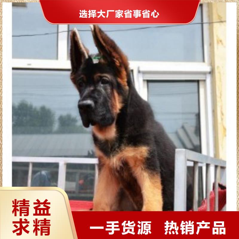 德国牧羊犬罗威纳犬质优价保