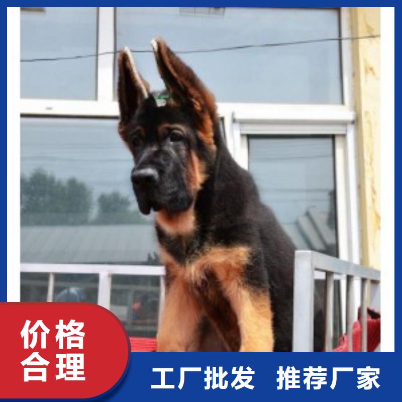 德国牧羊犬卡斯罗犬诚信可靠