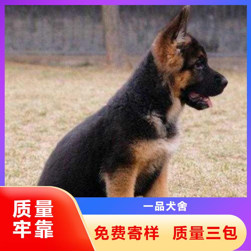 德国牧羊犬卡斯罗犬诚信可靠