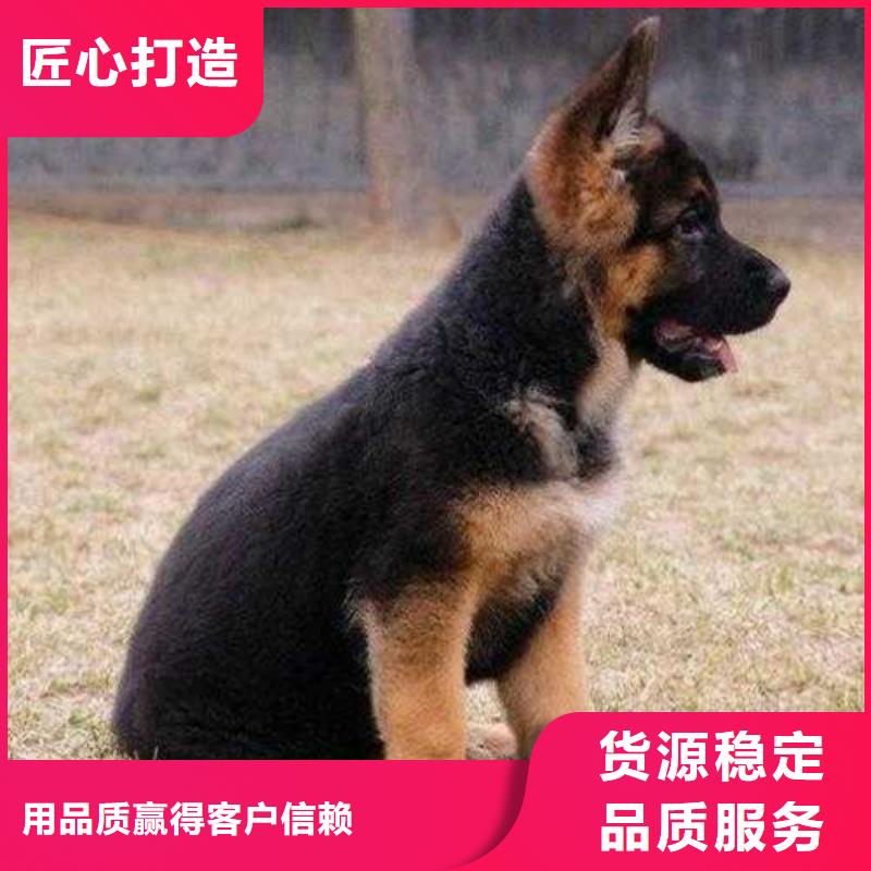 德国牧羊犬拉布拉多犬源头厂家来图定制