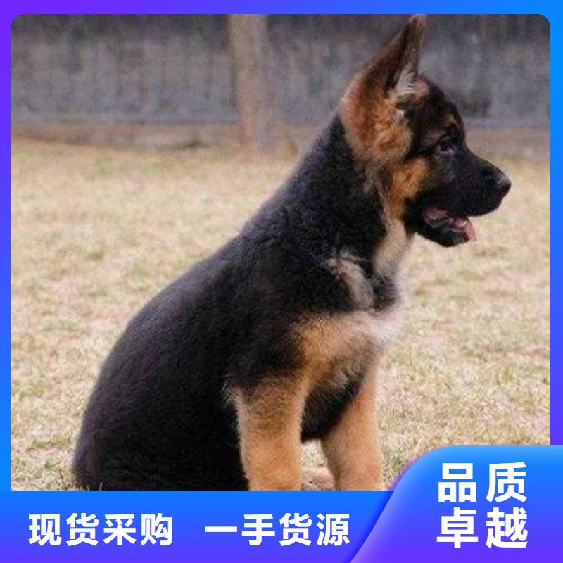 德国牧羊犬卡斯罗犬货真价实