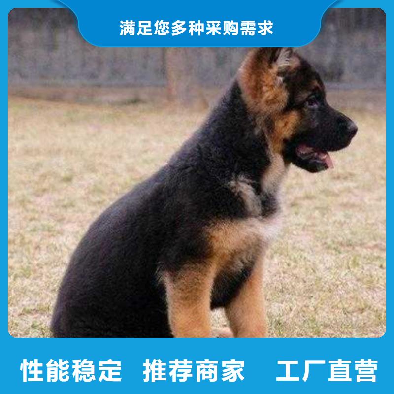 德国牧羊犬-黑狼厂家销售