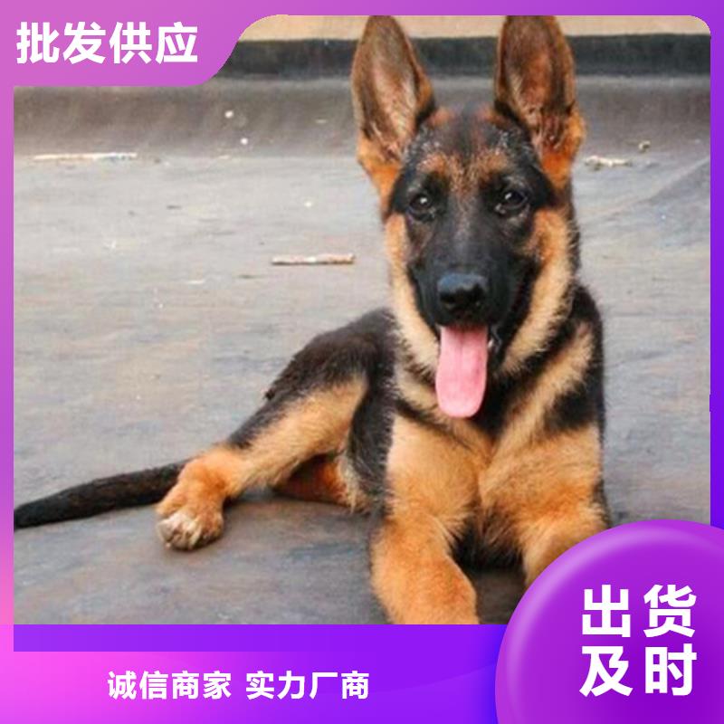 【德国牧羊犬】罗威纳犬好产品好服务