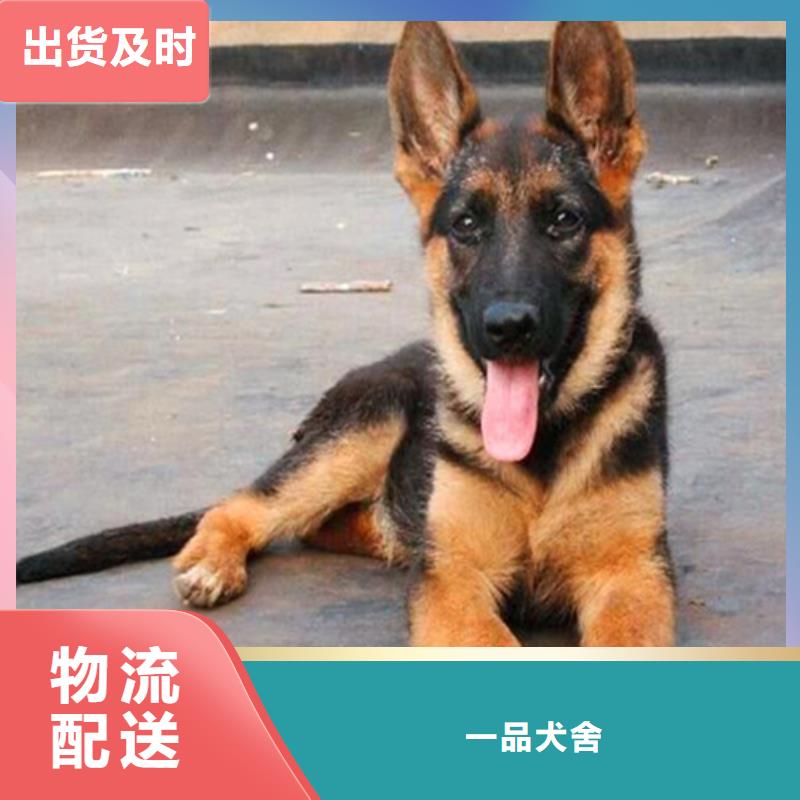 德国牧羊犬卡斯罗犬诚信可靠