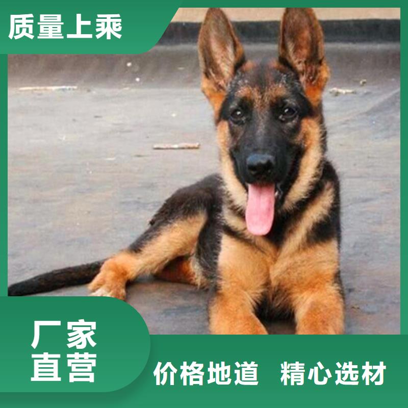 德国牧羊犬_【德牧犬】型号齐全