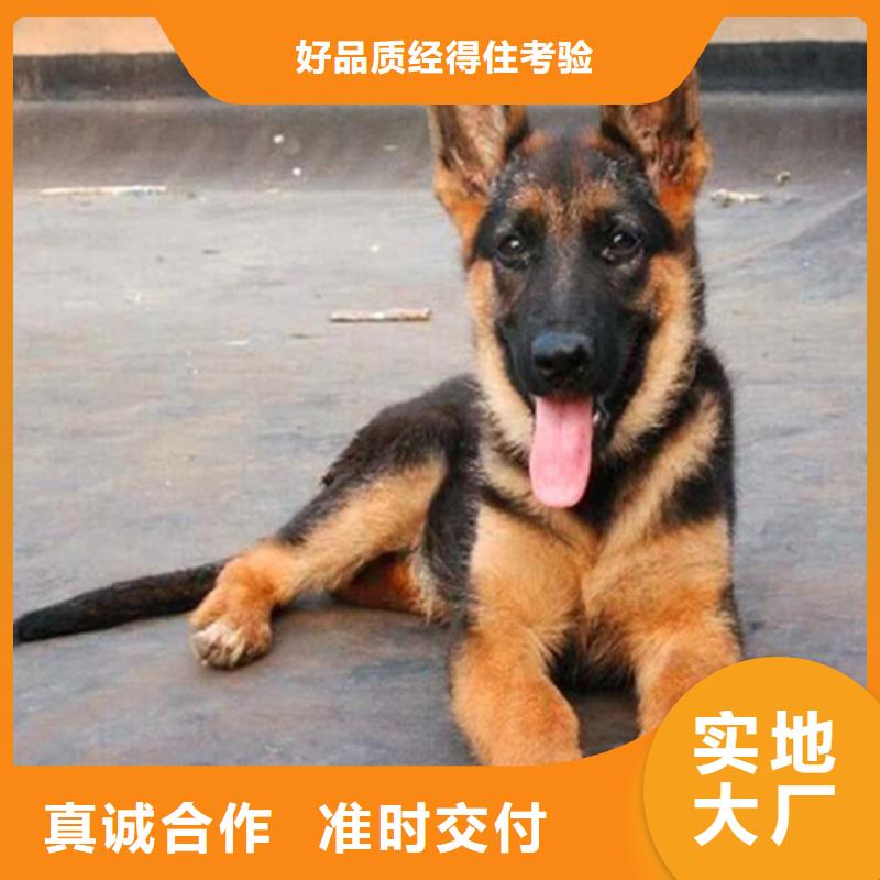 德国牧羊犬德牧犬品质无所畏惧