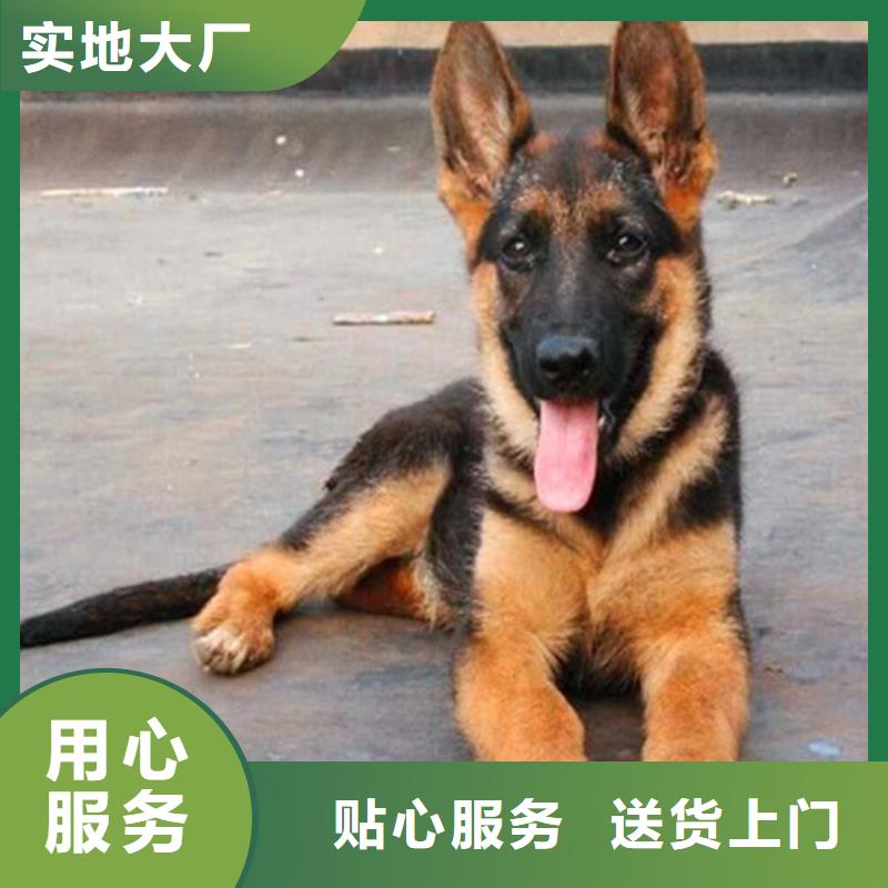 德国牧羊犬马犬精心推荐