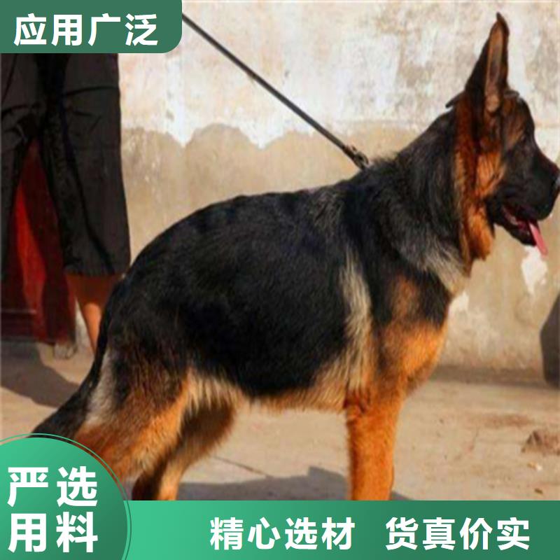 德国牧羊犬拉布拉多犬支持非标定制