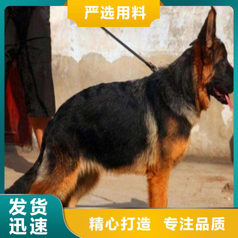 德国牧羊犬拉布拉多犬源头厂家来图定制