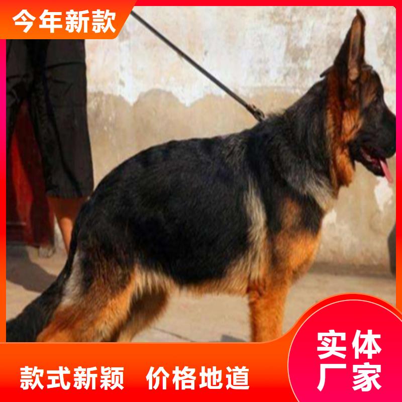 德国牧羊犬拉布拉多犬实时报价