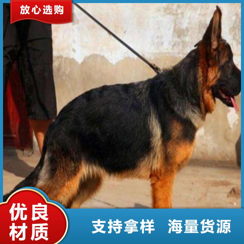 德国牧羊犬【杜高犬】现货充足量大优惠