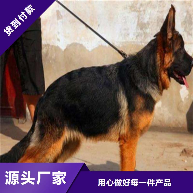 德国牧羊犬【高加索犬】欢迎来厂考察