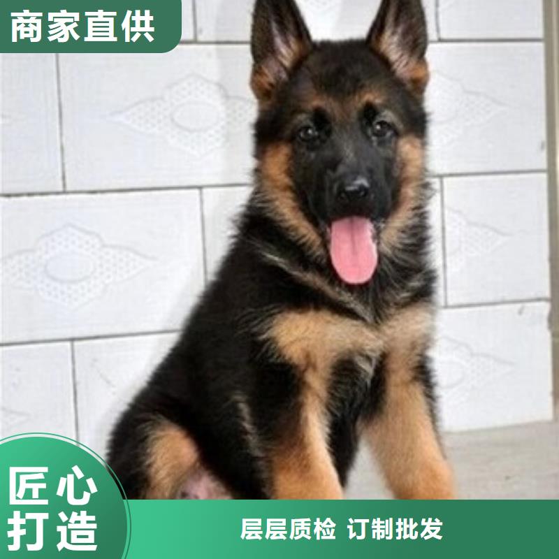 德国牧羊犬杜高犬应用广泛