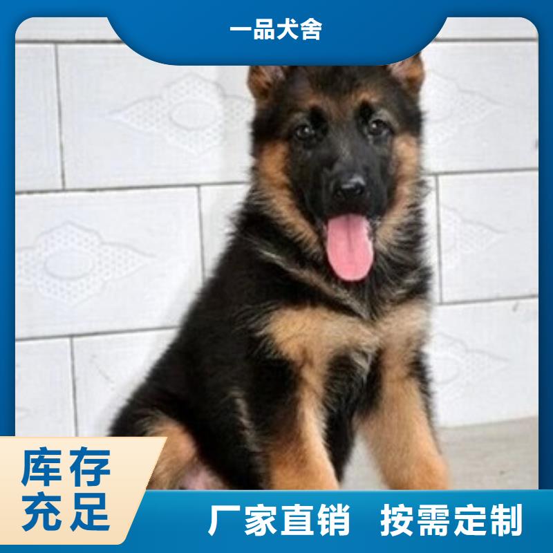 【德国牧羊犬卡斯罗犬产地批发】