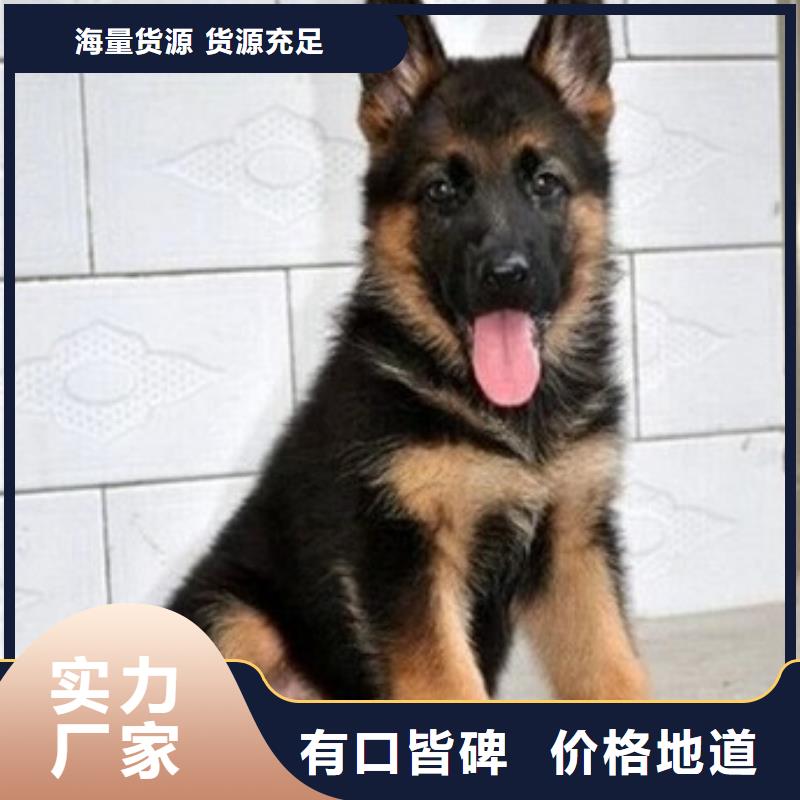 德国牧羊犬卡斯罗犬使用方法