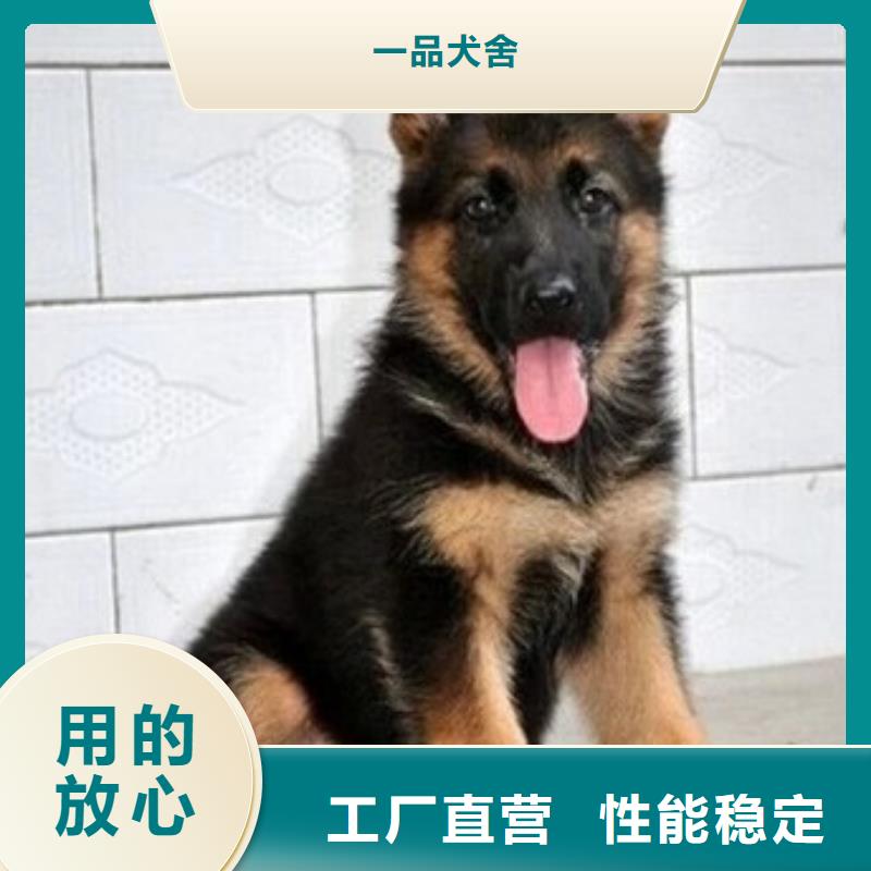 德国牧羊犬-黑狼厂家实力大