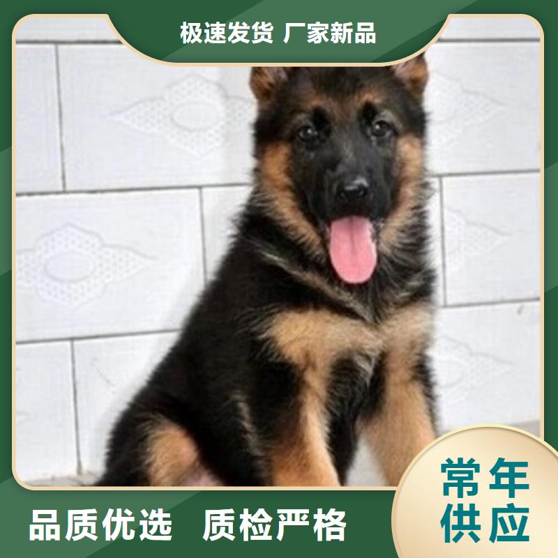 德国牧羊犬,马犬品质服务