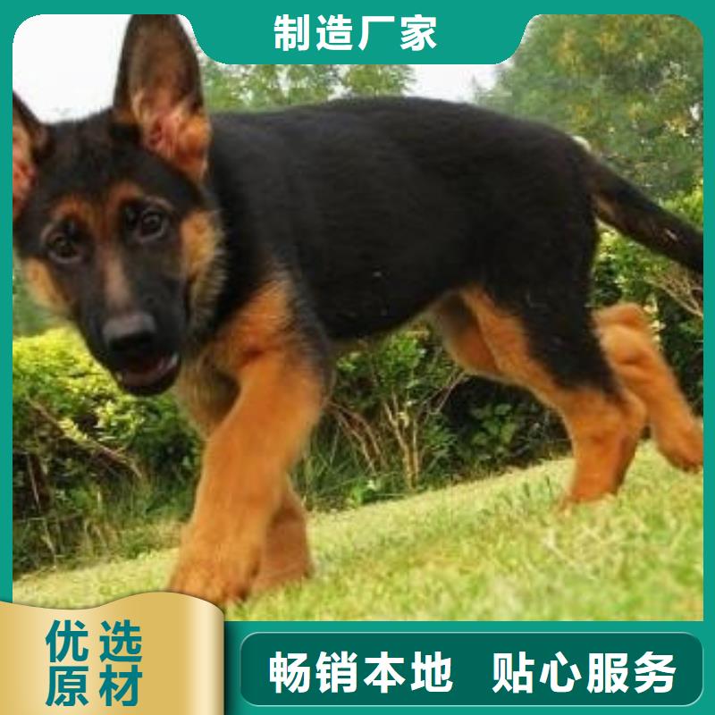 【德国牧羊犬】卡斯罗犬批发货源