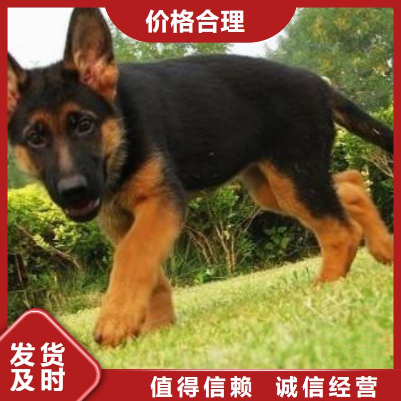 【德国牧羊犬卡斯罗犬厂家大量现货】