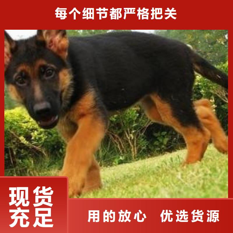 德国牧羊犬【德牧犬】为品质而生产