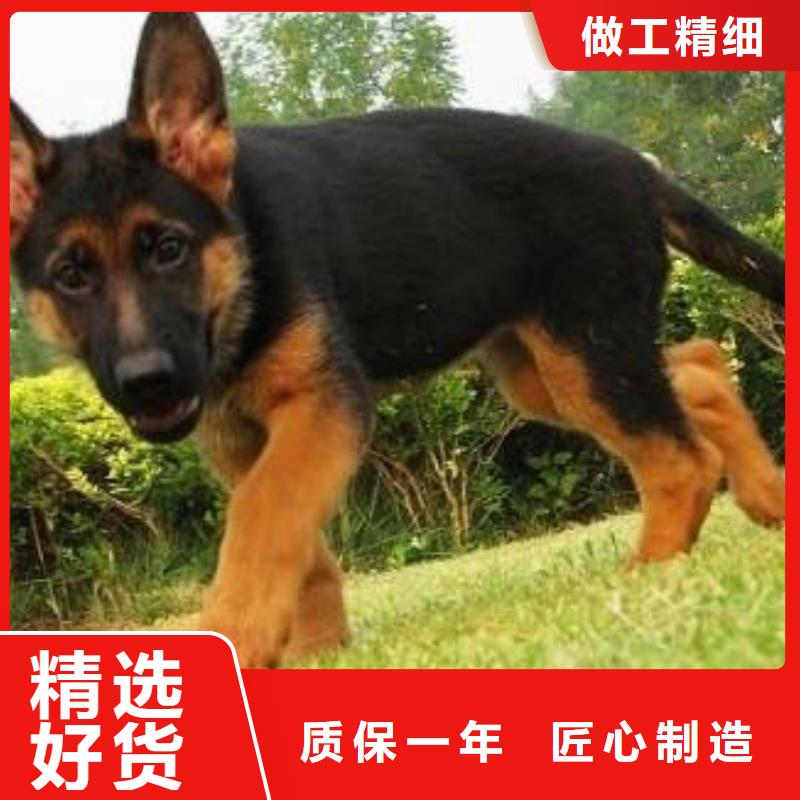 德国牧羊犬比特犬联系厂家