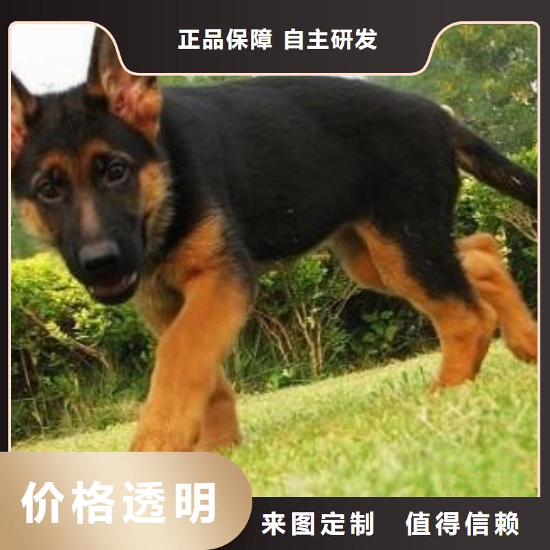 德国牧羊犬德牧犬现货齐全售后无忧