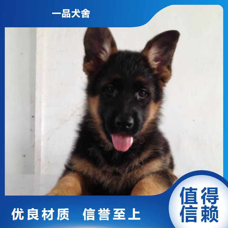 德国牧羊犬-黑狼厂家实力大