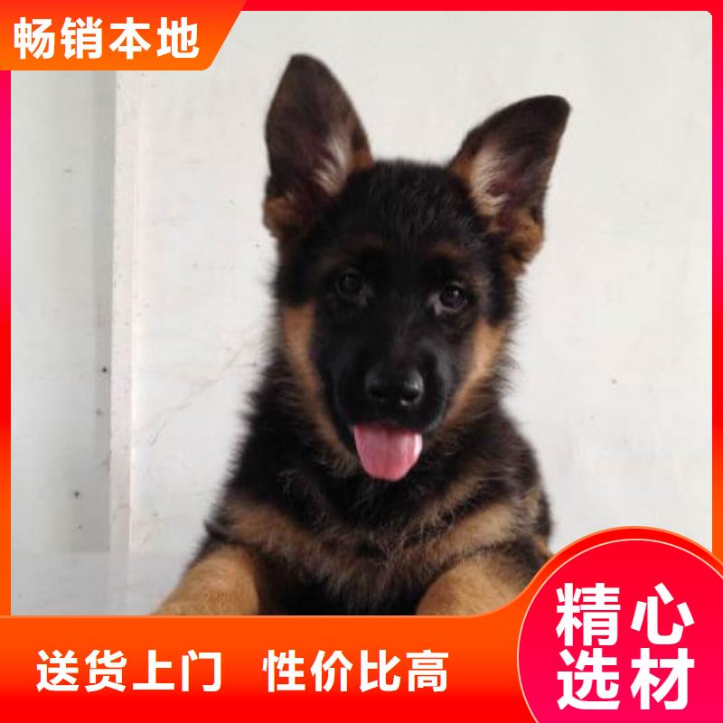 德国牧羊犬【杜高犬】品质可靠