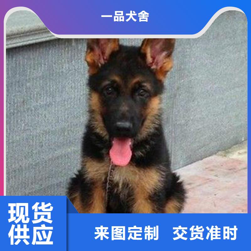 德国牧羊犬,德牧犬按需设计