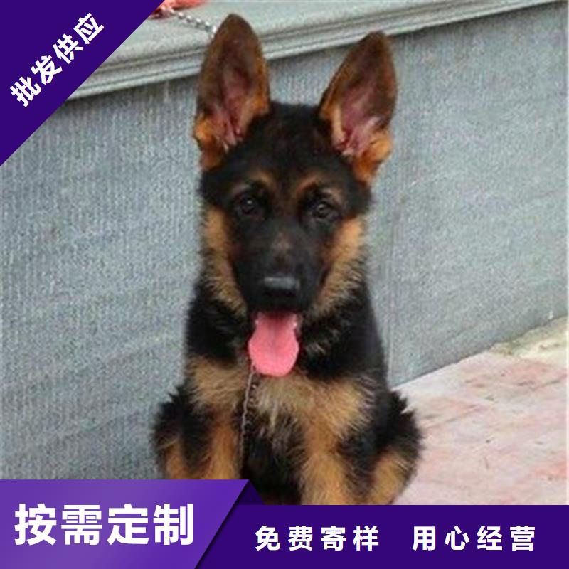 德国牧羊犬-德牧犬工厂直营