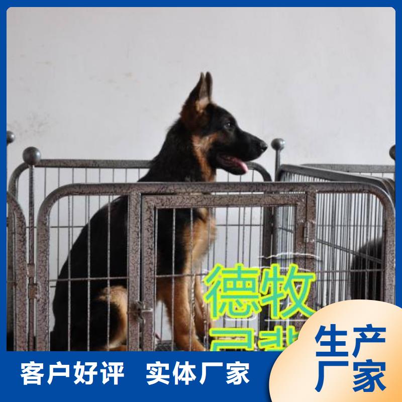 德国牧羊犬【杜高犬】源头厂源头货