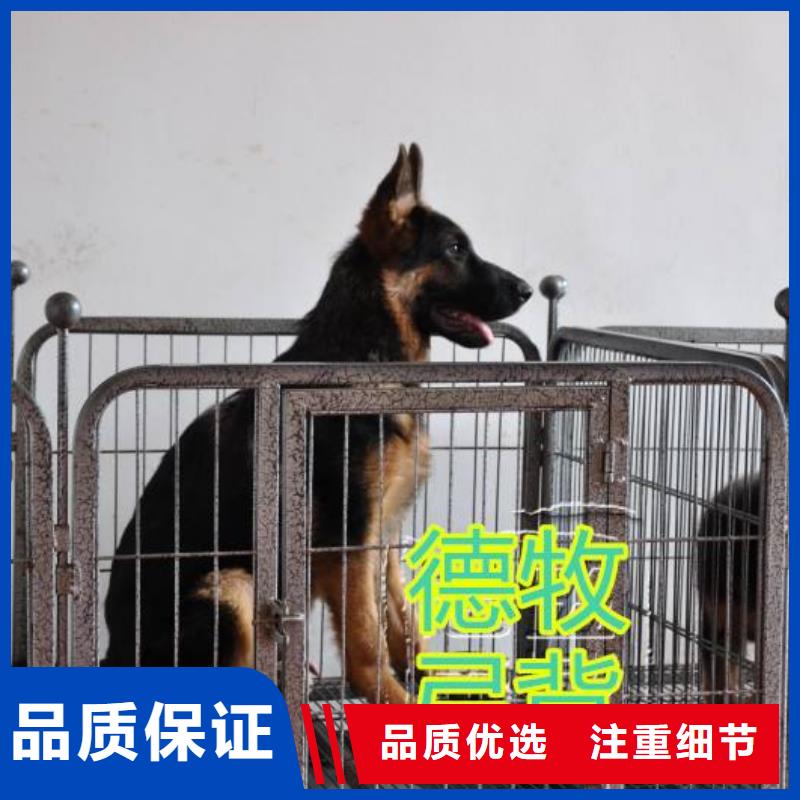 德国牧羊犬,德牧犬按需设计