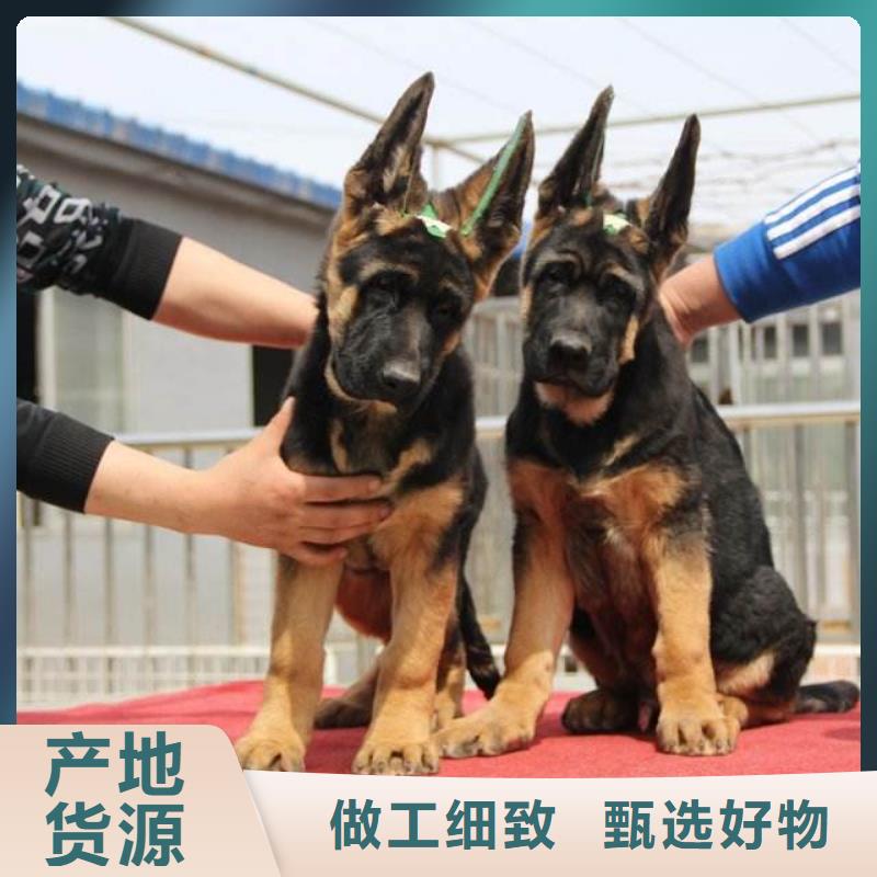 德国牧羊犬马犬品质值得信赖