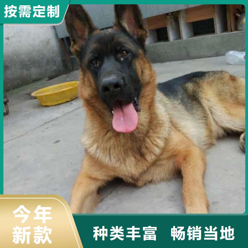 【德国牧羊犬_卡斯罗犬实力公司】