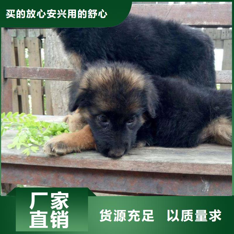 德国牧羊犬拉布拉多犬实时报价