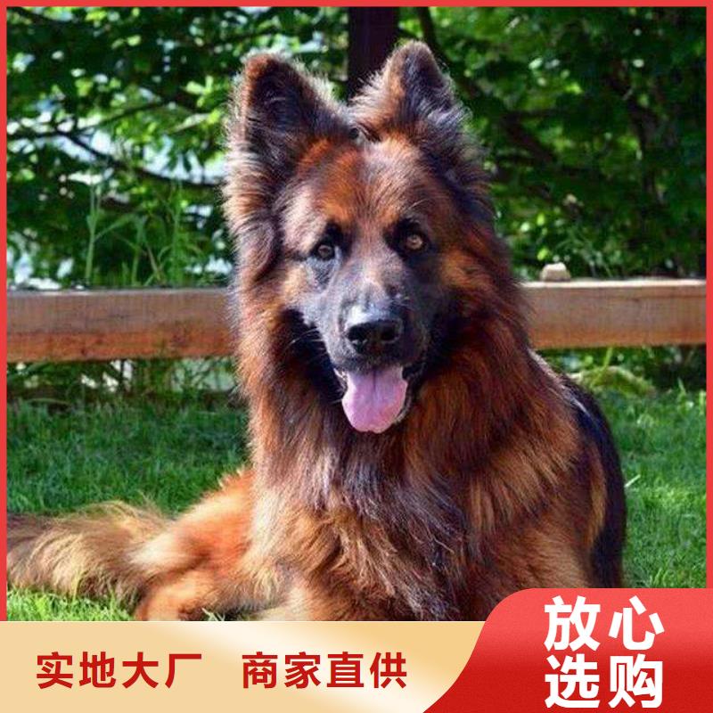 【德国牧羊犬_卡斯罗犬实力公司】