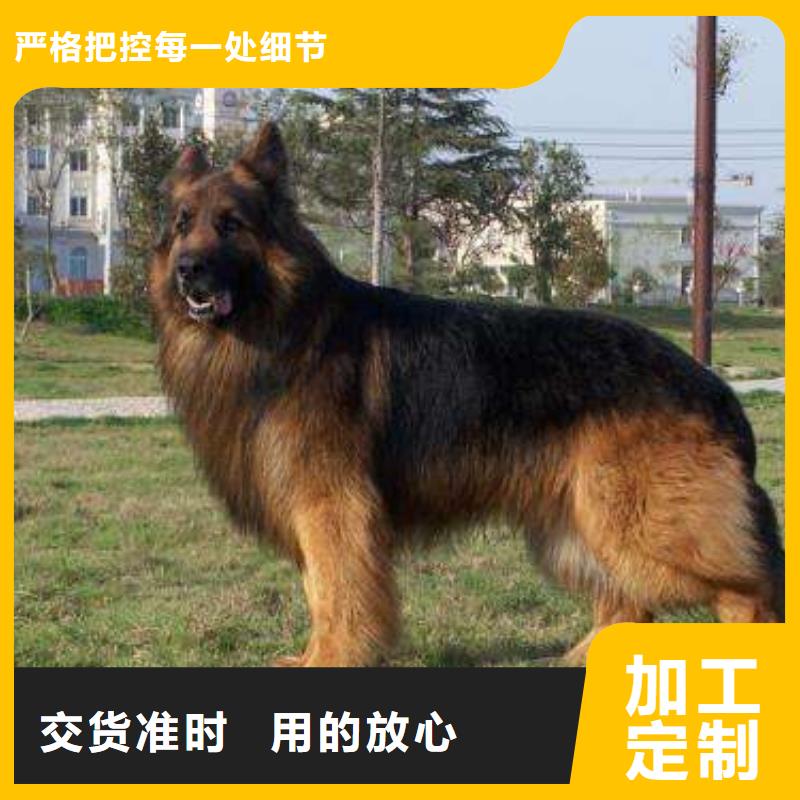 德国牧羊犬,黑狼质检严格放心品质