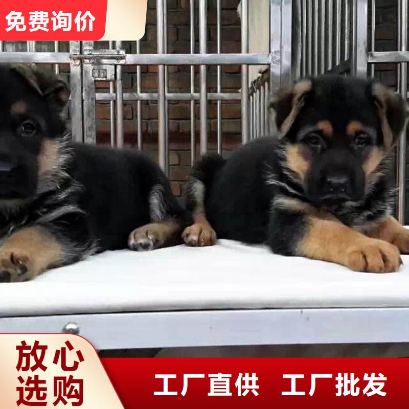 德国牧羊犬马犬品质值得信赖