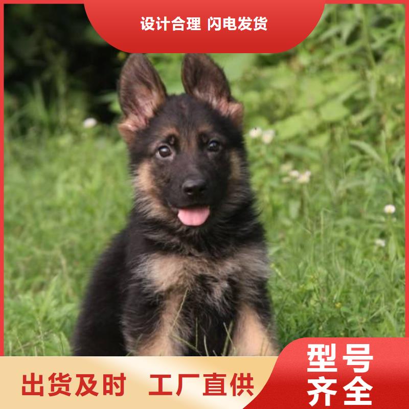 德国牧羊犬拉布拉多犬生产经验丰富