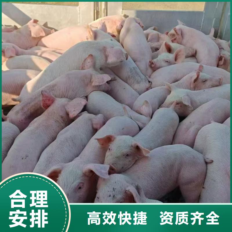 宿遷市沭陽到仔豬空調(diào)車運(yùn)輸準(zhǔn)時(shí)準(zhǔn)點(diǎn)
