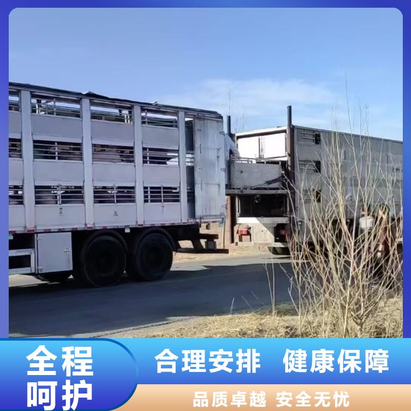 宿遷市沭陽到仔豬空調(diào)車運(yùn)輸準(zhǔn)時(shí)準(zhǔn)點(diǎn)
