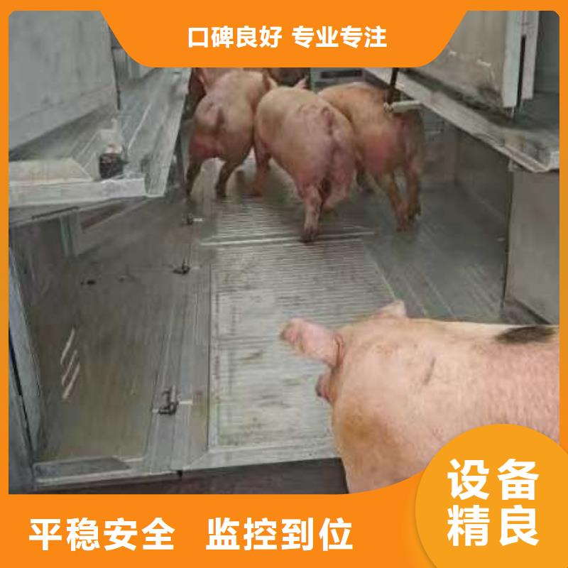宿遷市泗洪到豬只貿(mào)易合作廣泛