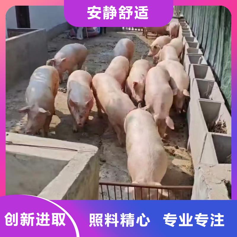 宿遷市到豬只貿(mào)易無(wú)損