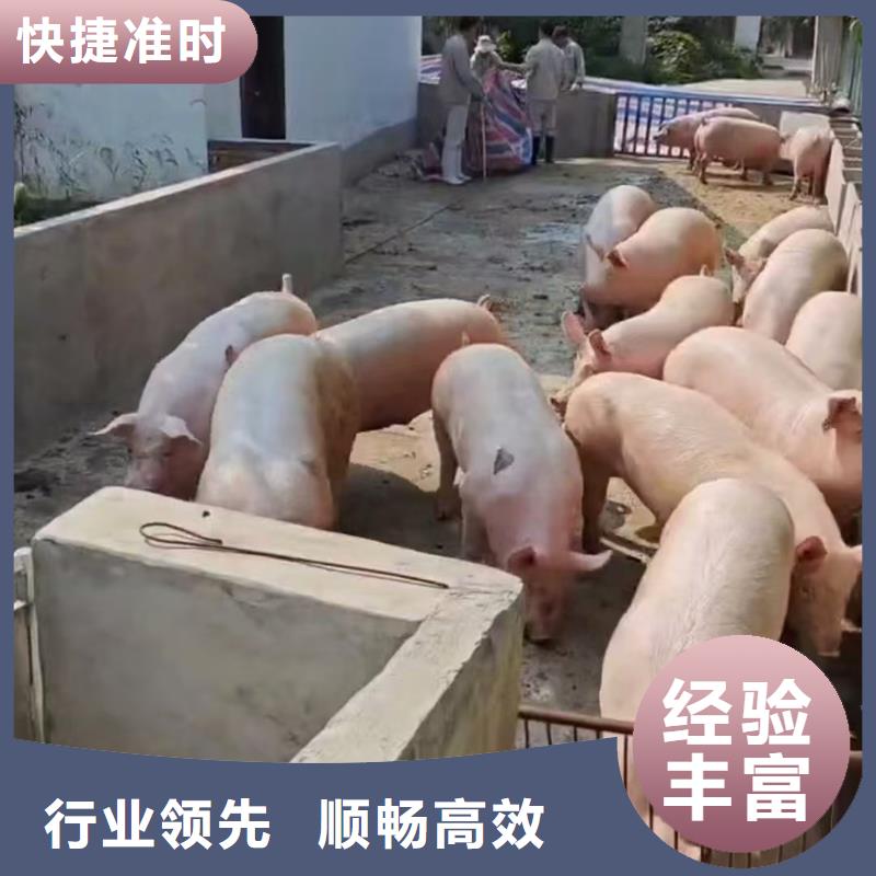 宿遷市沭陽到豬運輸安靜舒適