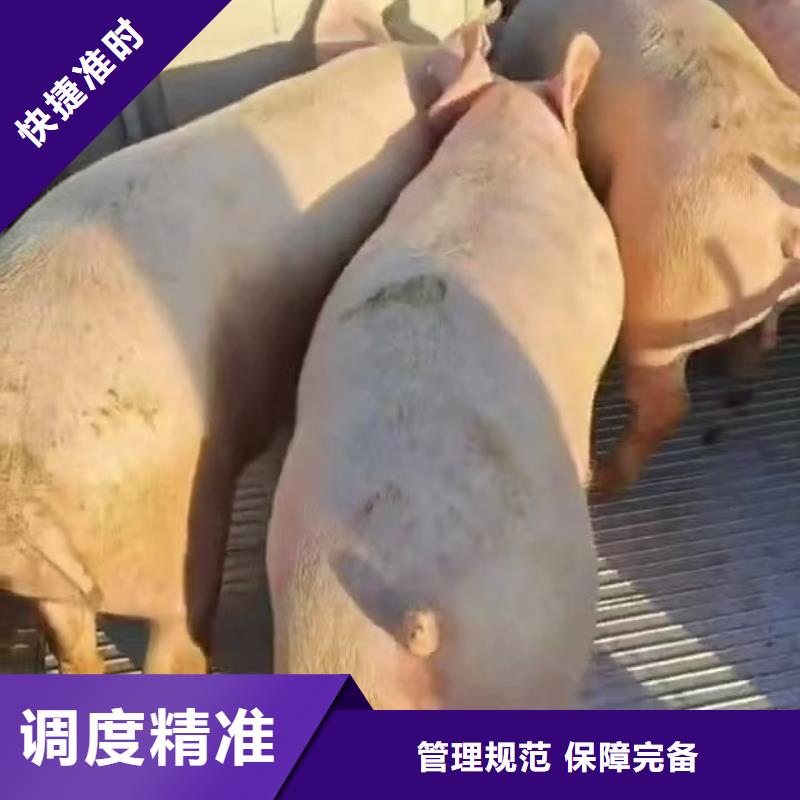 宿遷市沭陽到豬運輸安靜舒適