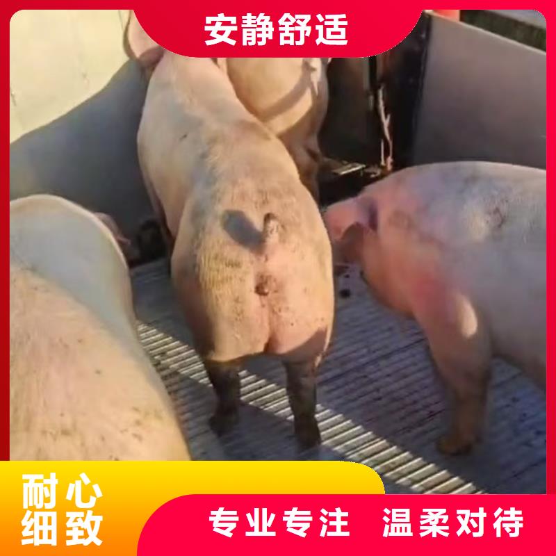 宿遷市沭陽到仔豬空調(diào)車運(yùn)輸準(zhǔn)時(shí)準(zhǔn)點(diǎn)