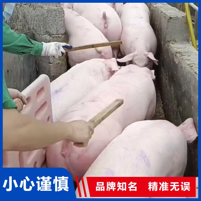 宿遷市到豬只貿(mào)易無(wú)損